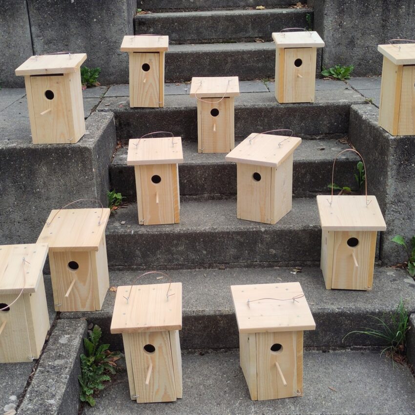 IMG_20250725_113203_MEDIUM